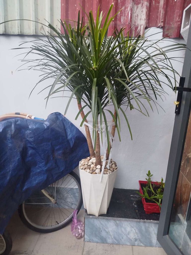 Cây cảnh phát tài núi. Mua bán Cây cảnh, đồ trang trí tại Quận Gò Vấp Tp Hồ Chí Minh được đăng bởi Lam hình 1