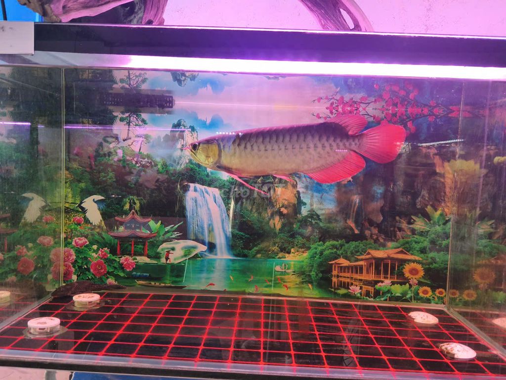 Cá Rồng Huyết Long 35-38cm Đỏ. Mua bán Thú cưng khác tại Quận Hoàng Mai Hà Nội được đăng bởi Cá cảnh Kim Giang hình 1