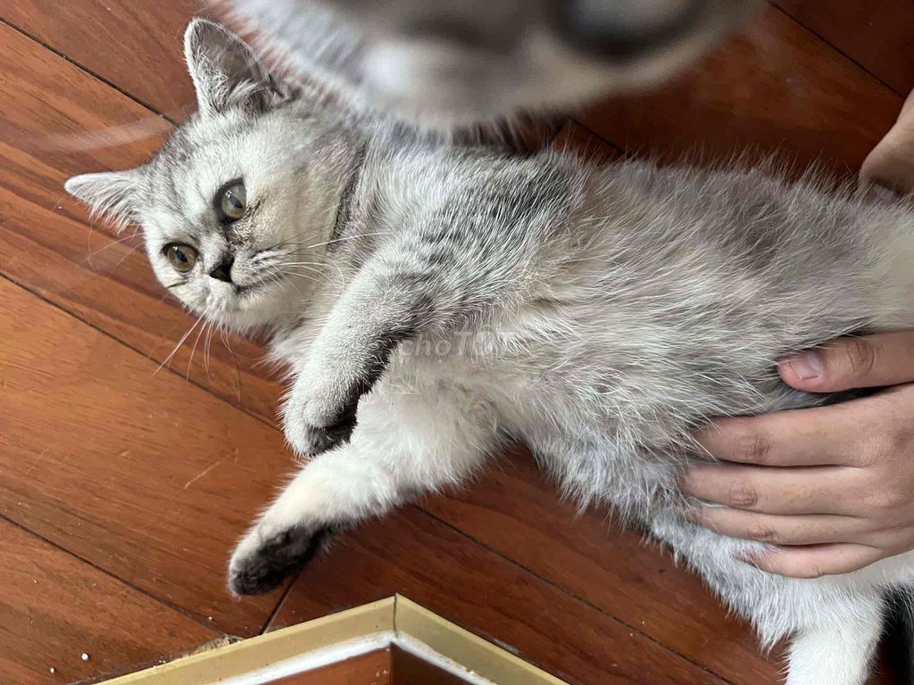 Mèo Anh màu silver cái. Mua bán Mèo tại Quận 12 Tp Hồ Chí Minh được đăng bởi Lê My hình 1
