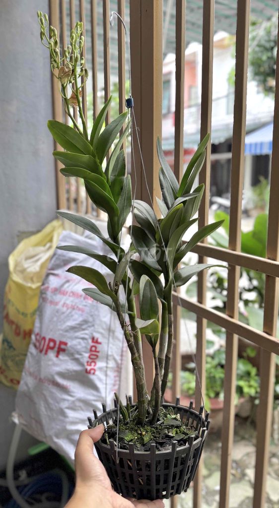 Chậu lan Dendro Pensoda Cam 2 vòi hoa. Mua bán Cây cảnh, đồ trang trí tại Quận Hải Châu Đà Nẵng được đăng bởi Hoàng hình 1