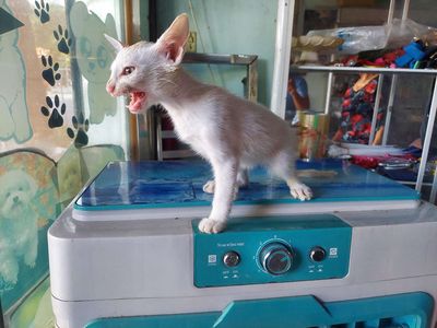 Mèo Xiêm Thái đực 3 tháng trắng