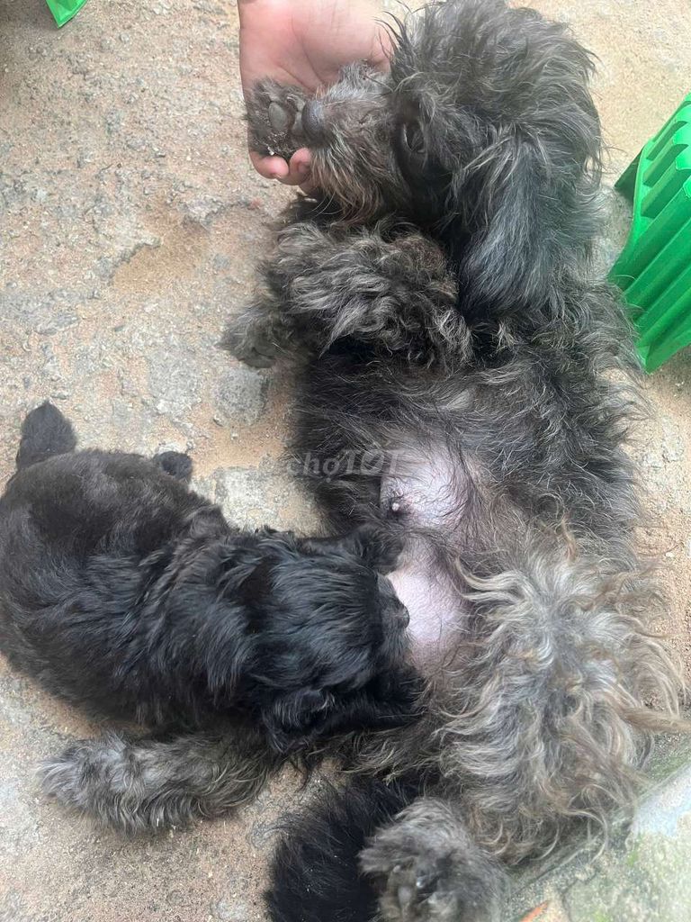 Chó Poodle Đen. Mua bán Chó tại Huyện Bàu Bàng Bình Dương được đăng bởi Lan Tỷ Tỷ hình 1