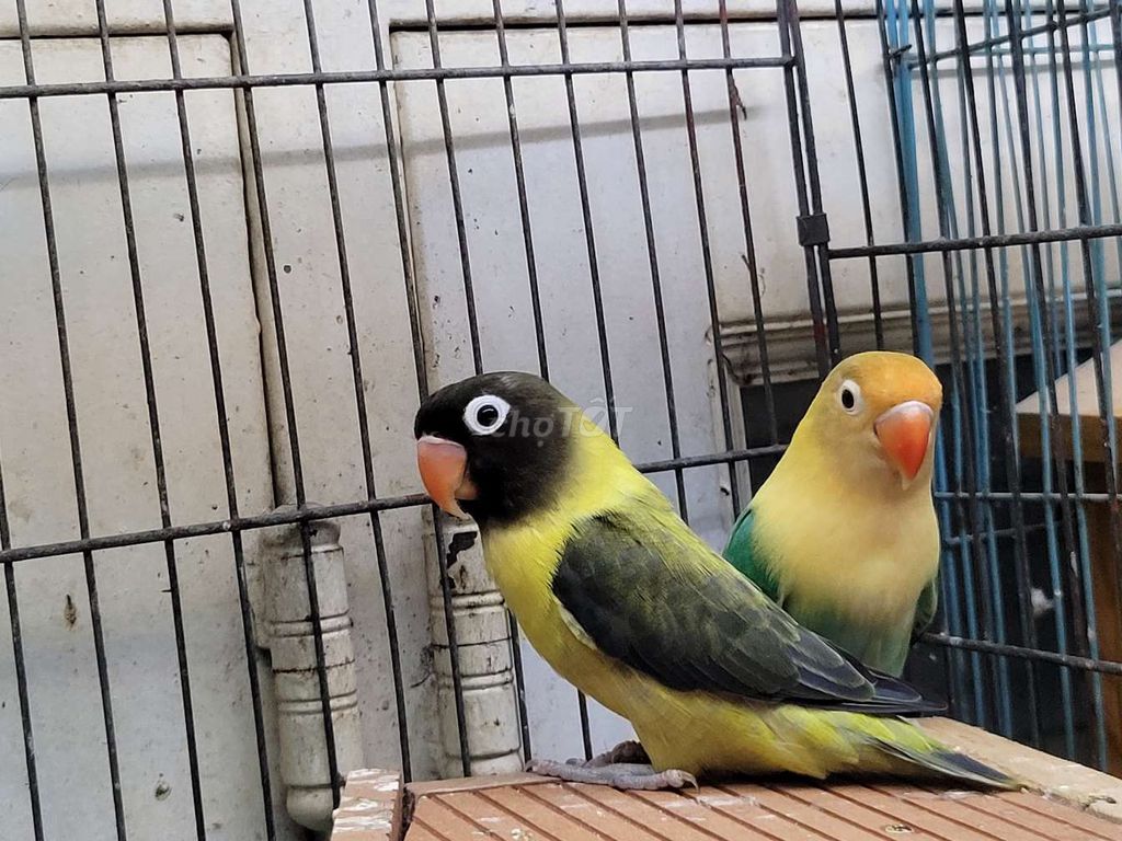 Dư cặp Vẹt Lovebird mới bắt cặp