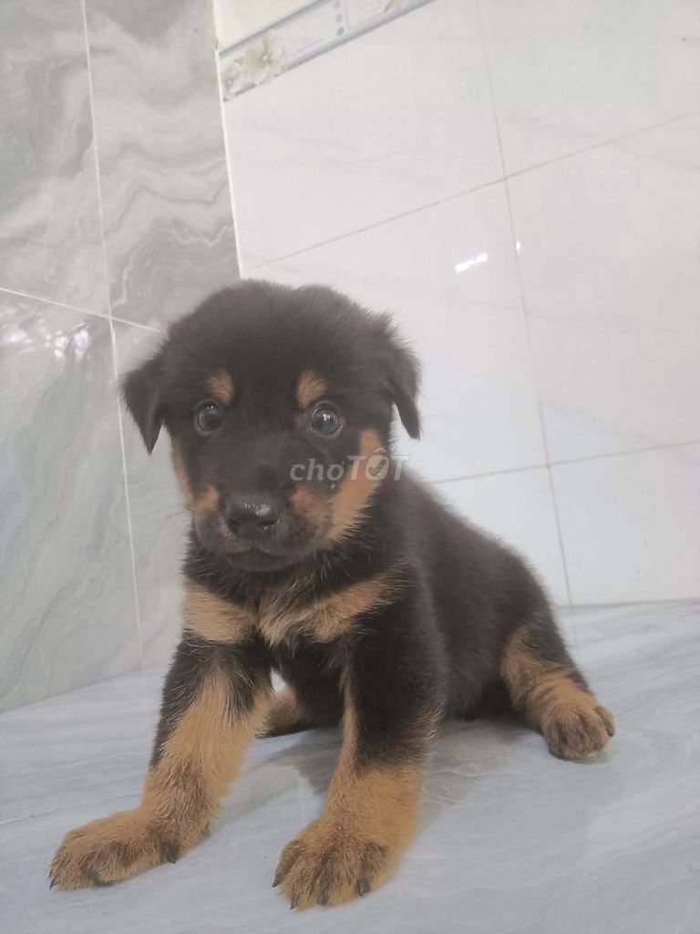 Chó Rottweiler F1 đực khôn lanh coi nhà giỏi . Mua bán Chó tại Quận 6 Tp Hồ Chí Minh được đăng bởi Tăng Chí Lương  hình 1