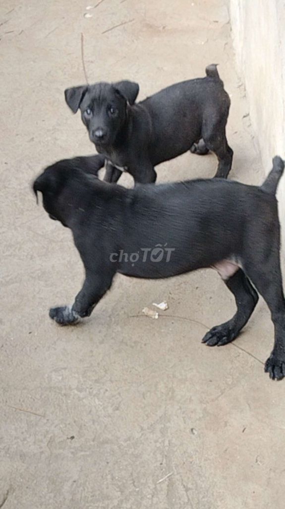 mông cộc  _phú Quốc. Mua bán Chó tại Huyện Bàu Bàng Bình Dương được đăng bởi MrPhong hình 2