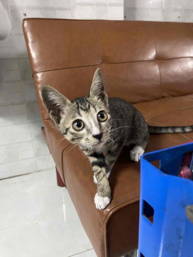 Mèo nhà vằn. Mua bán Mèo tại Quận 12 Tp Hồ Chí Minh được đăng bởi Phạm Huy Lâm hình 1
