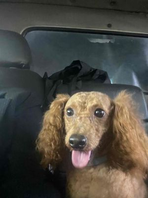 Chó Poodle Nâu hơn 1 tuổi