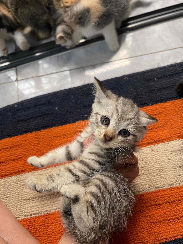 Mèo Anh lông ngắn lai tam thể. Mua bán Mèo tại Quận 8 Tp Hồ Chí Minh được đăng bởi minh thư hình 1