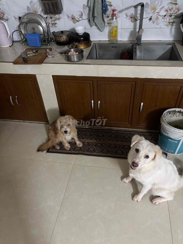 Bán e tuyết trắng