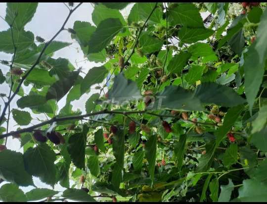 Cây dâu Tằm❤ , đang trĩu trái,💚 trái quanh năm❤. Mua bán Cây cảnh, đồ trang trí tại Huyện Hóc Môn Tp Hồ Chí Minh được đăng bởi Quốc Đạt hình 3