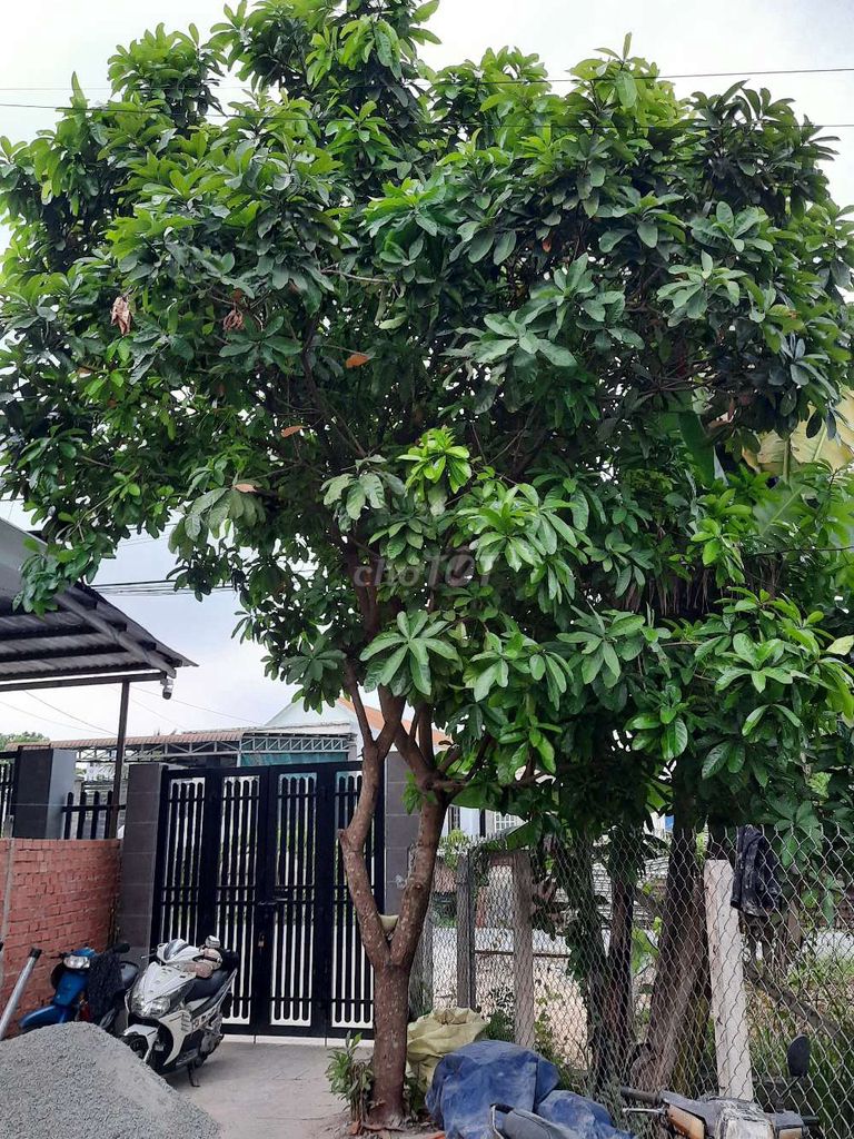 Cây cảnh Lộc Vừng Hoa Đỏ. Mua bán Cây cảnh, đồ trang trí tại Huyện Củ Chi Tp Hồ Chí Minh được đăng bởi Anh Thiện hình 1