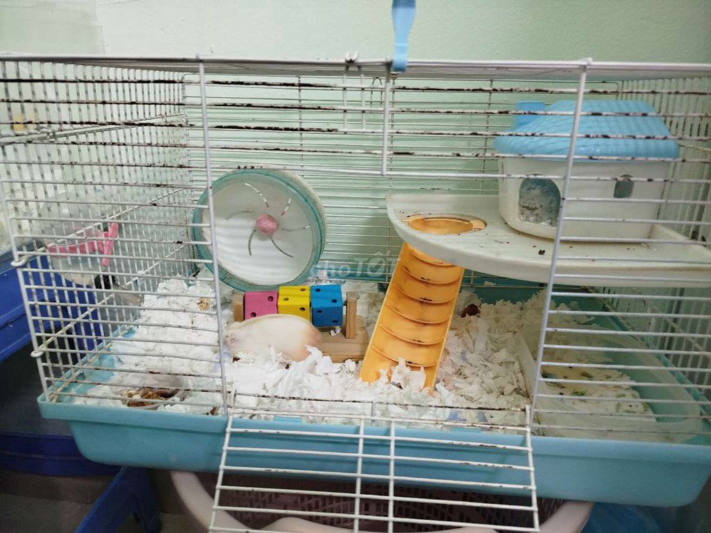 chuột hamster cả lồng full pkien. Mua bán Thú cưng khác tại Quận Đống Đa Hà Nội được đăng bởi Ng Phuong Anh hình 1