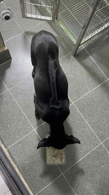 bé đen tuyền xoáy dài