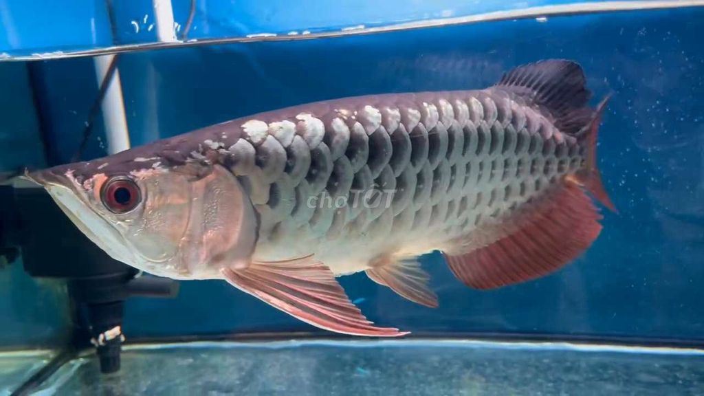 Cá Kim Long Quá Bối U4X. Mua bán Thú cưng khác tại Quận 12 Tp Hồ Chí Minh được đăng bởi chiến  hình 1