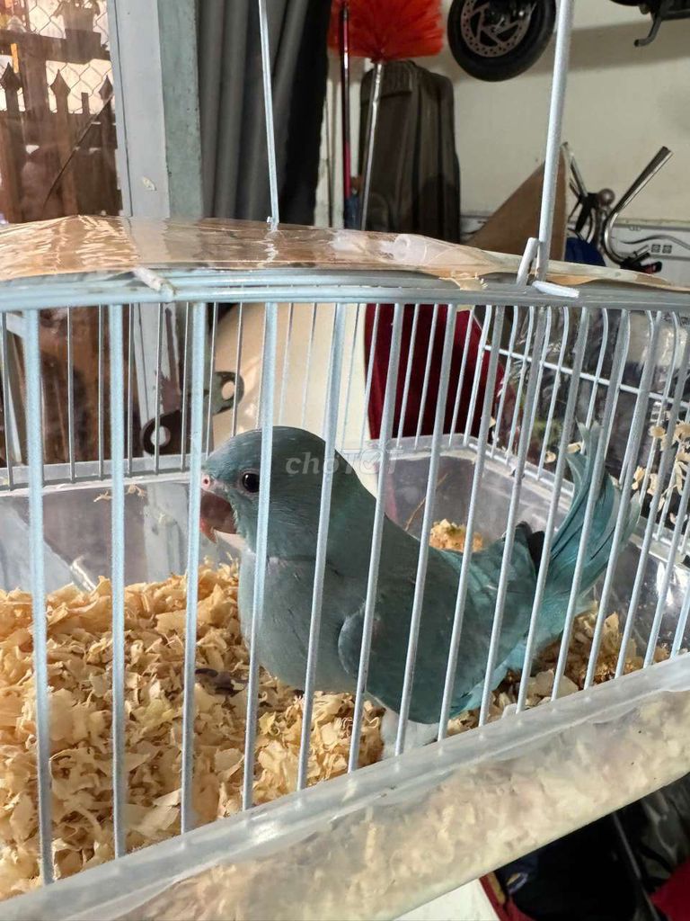 Vẹt Ringneck blue Xanh lam. Mua bán Chim tại Quận 12 Tp Hồ Chí Minh được đăng bởi Trường Trần hình 1