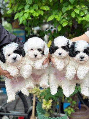 Chó poodle mầu bò sữa 2,5 tháng tìm chủ mới. Mua bán Chó tại Quận Hai Bà Trưng Hà Nội được đăng bởi Nguyễn Hữu