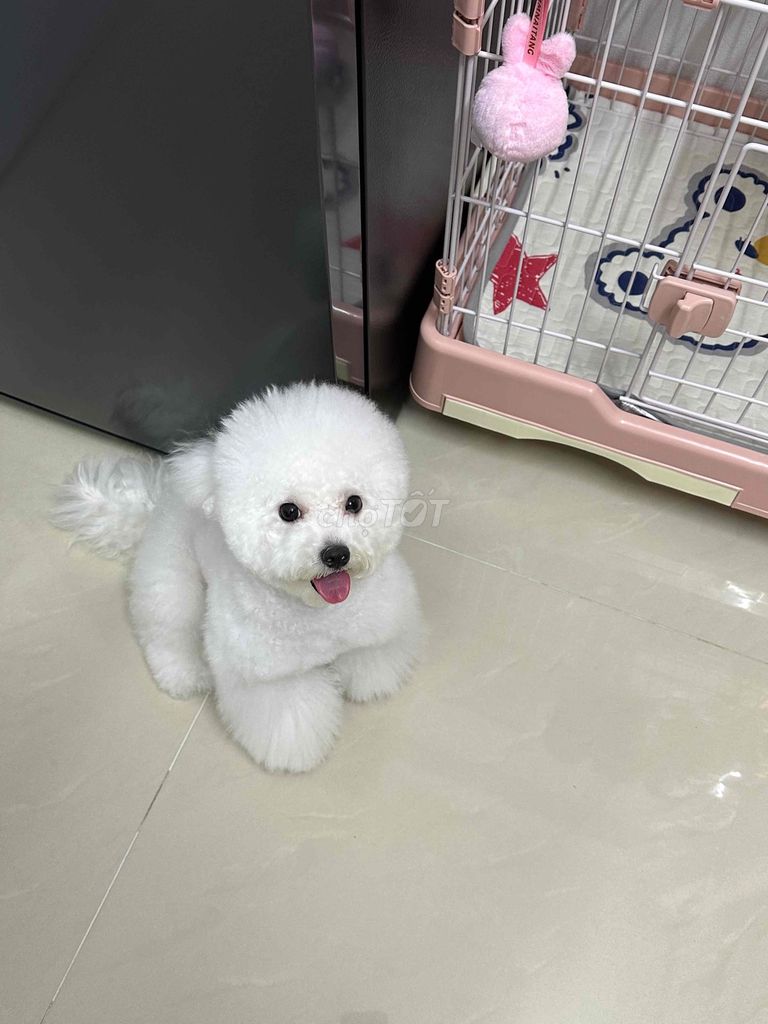 Chó Poodle cái màu Xám. Mua bán Chó tại Quận Tân Bình Tp Hồ Chí Minh được đăng bởi Aidan Duong hình 5