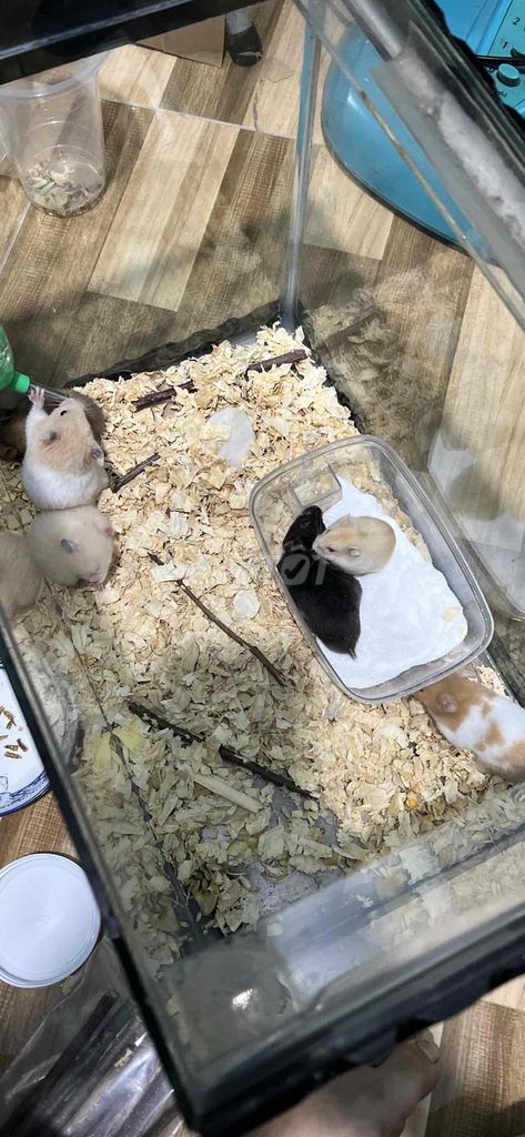 Chuột Hamster Bear các tháng tuổi. Mua bán Thú cưng khác tại Huyện Củ Chi Tp Hồ Chí Minh được đăng bởi My Nguyễn hình 1