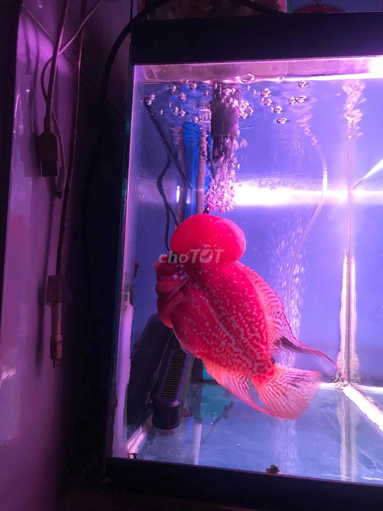 Cá La Hán F2 Fun Red Đỏ. Mua bán Thú cưng khác tại Quận Bình Tân Tp Hồ Chí Minh được đăng bởi Ho huu Trong hình 1