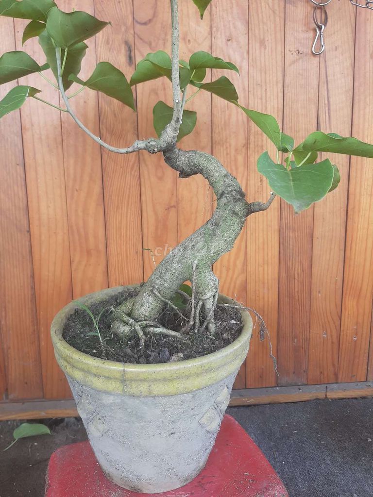 Cây cảnh Bonsai Bồ đề trắng Mini. Mua bán Cây cảnh, đồ trang trí tại Quận Bình Tân Tp Hồ Chí Minh được đăng bởi tân hình 1