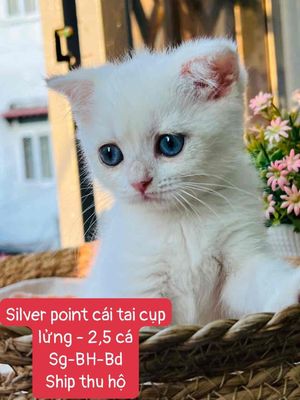 Mèo aln thuần chủng silver point đực - cái tphcm