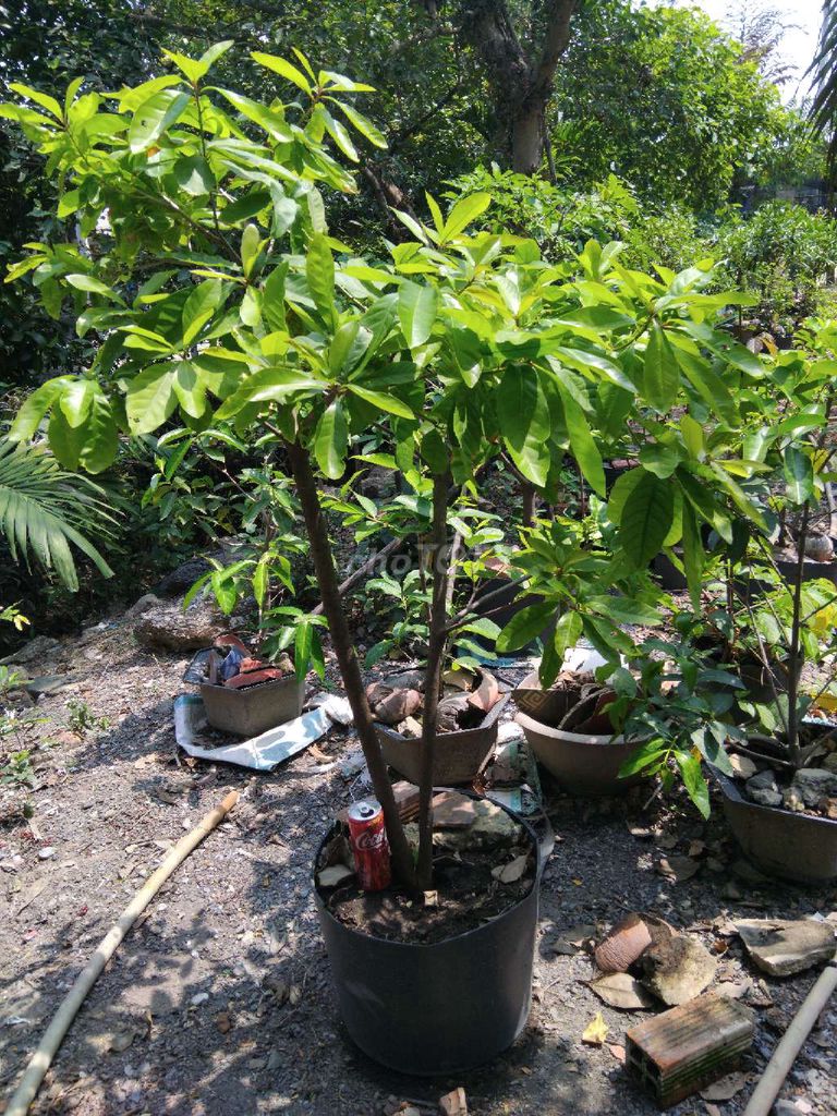 lộc vừng hoa đỏ 300k. Mua bán Cây cảnh, đồ trang trí tại Quận 12 Tp Hồ Chí Minh được đăng bởi ĐẠT hình 1