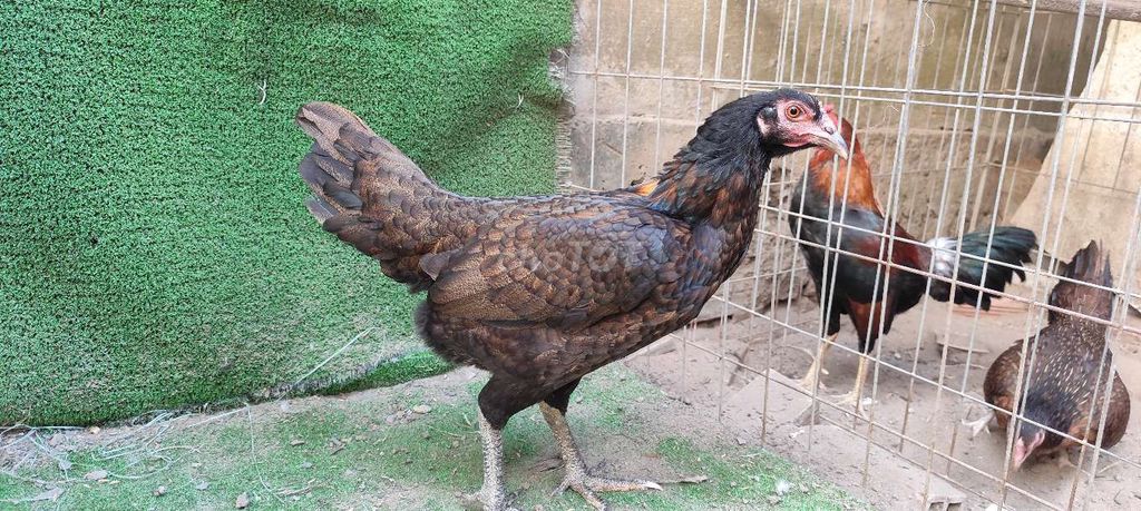 Gà Nâu đen 2kg. Mua bán Gà tại Huyện Bình Chánh Tp Hồ Chí Minh được đăng bởi Trungthao hình 1