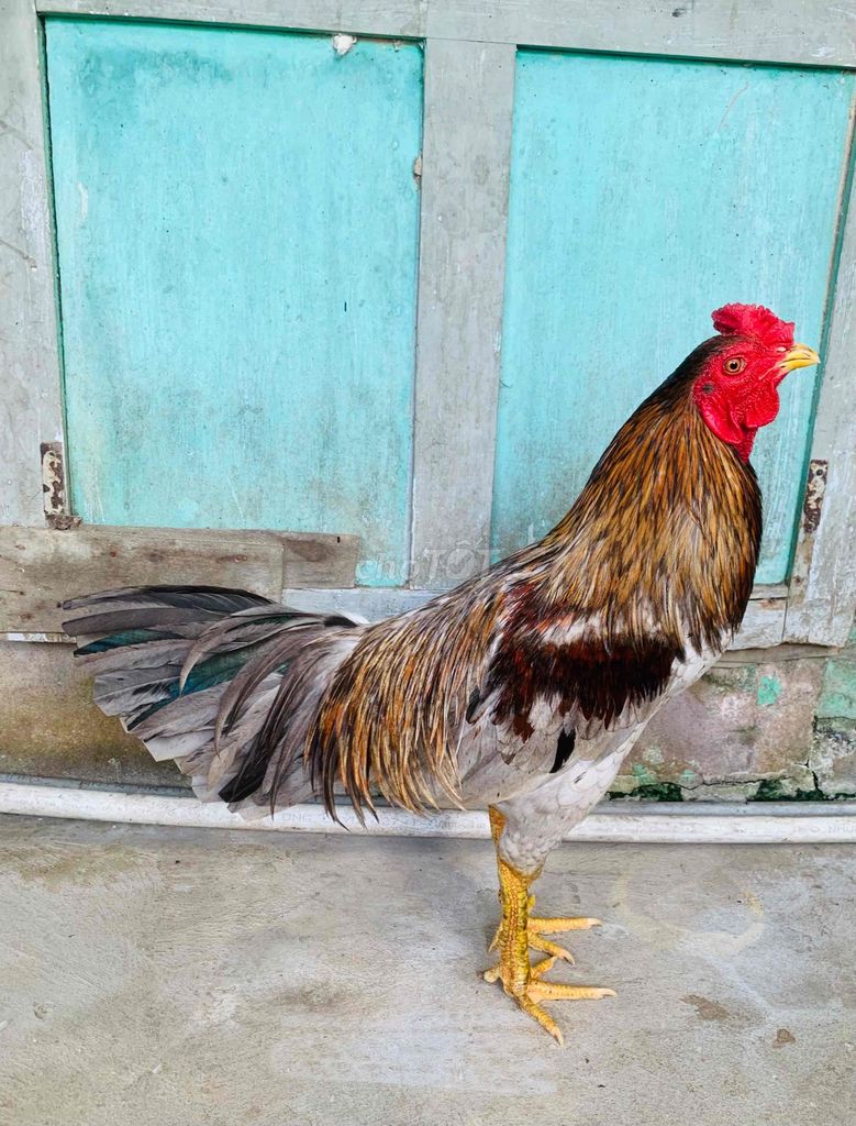 Gà xám 2,6kg. Mua bán Gà tại Huyện Hòa Bình Bạc Liêu được đăng bởi Phong Nguyễn  hình 1