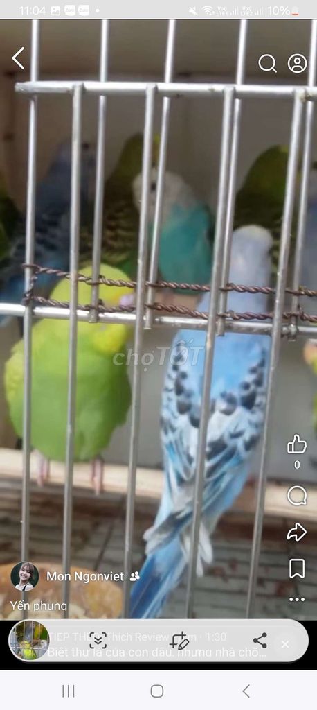 Chim Yến Phụng Nhiều màu. Mua bán Chim tại Quận Long Biên Hà Nội được đăng bởi tổng kho gia dụng  hình 1