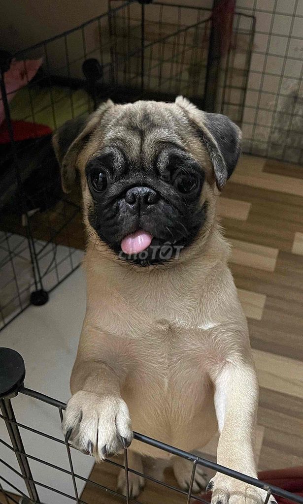 Chó Pug nhỏ thân thiện. Mua bán Chó tại Thành phố Thuận An Bình Dương được đăng bởi Ngọc Nga Nguyễn Thị hình 1