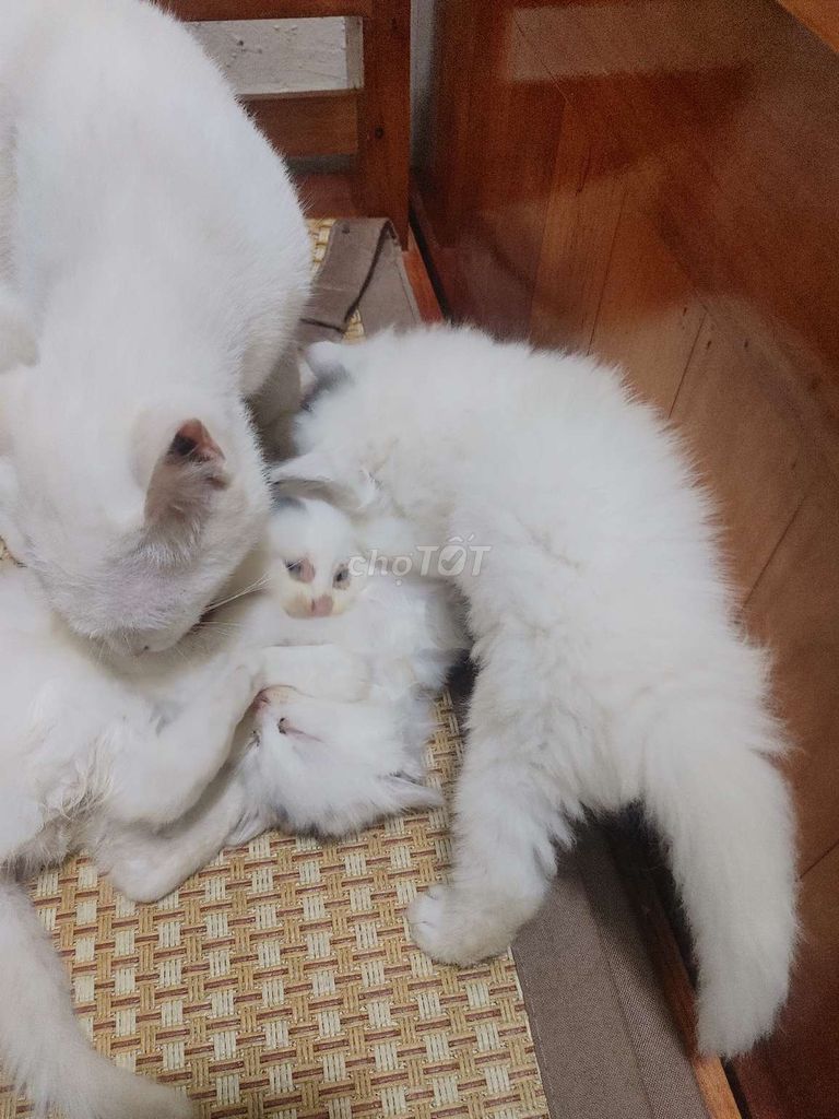 Đàn mèo anh lông dài lai sinh 14/4