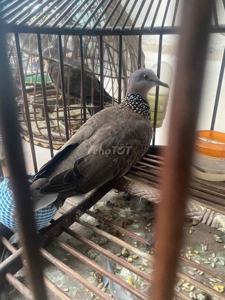 chim cu gáy âm đồng khiển khách
