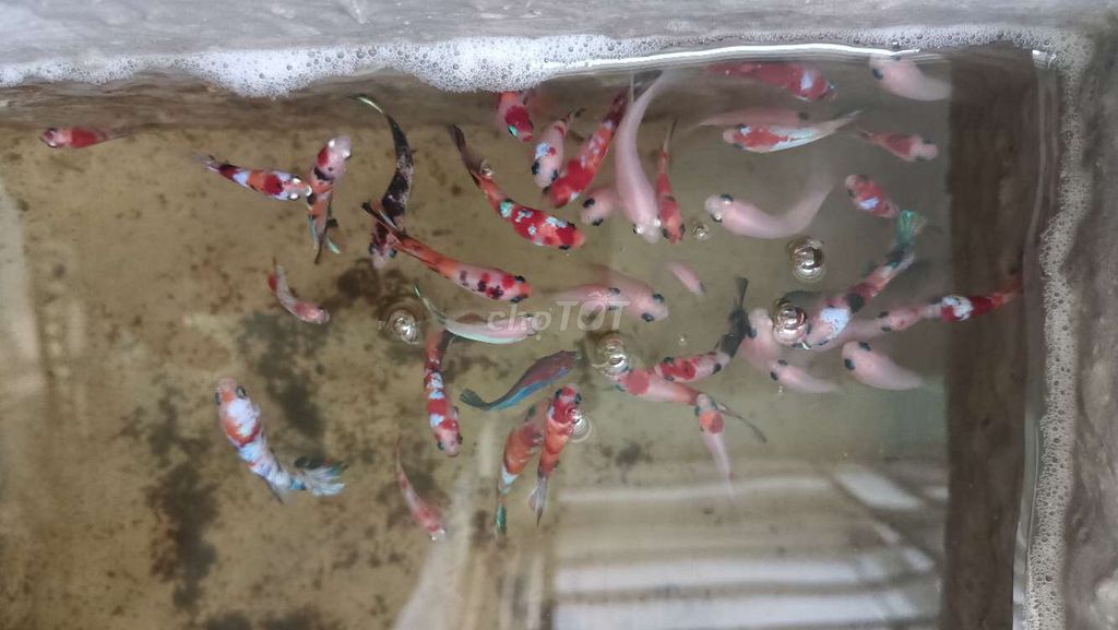 Cá Betta đủ loại chỉ từ 20k đến 40k. Mua bán Thú cưng khác tại Quận Bình Tân Tp Hồ Chí Minh được đăng bởi Betta sỉ lẻ hình 3