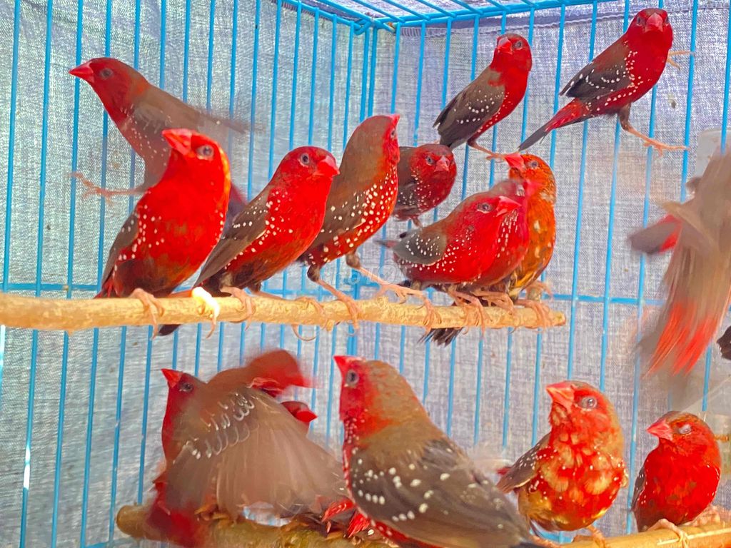Chim Manh manh mai hoa tơ đỏ. Mua bán Chim tại Quận 12 Tp Hồ Chí Minh được đăng bởi Ngọc Minh Châu hình 1
