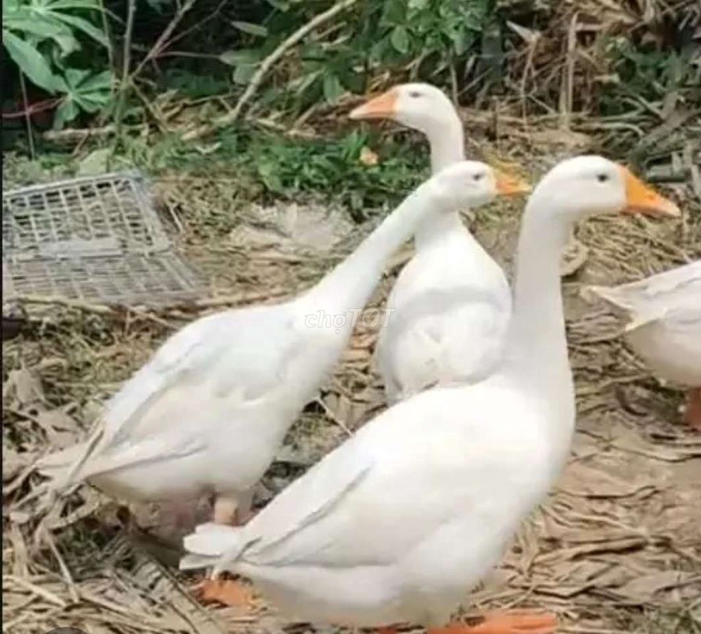 Ngỗng Trắng Trưởng Thành. Mua bán Thú cưng khác tại Huyện Tân Hồng Đồng Tháp được đăng bởi Huỳnh quang thái hình 1