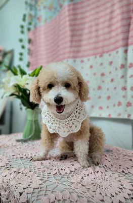 Chó Poodle cái 5 tuổi. Mua bán Chó tại Quận Ngũ Hành Sơn Đà Nẵng được đăng bởi Huyền