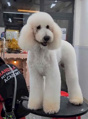 Đực standard phối sung