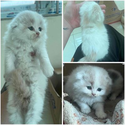 Anh lông dài tai cụp 2 tháng. Mua bán Mèo tại Quận Hà Đông Hà Nội được đăng bởi chi linh