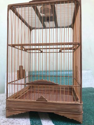 Chim vs Lồng anh em cần gì hú em.. Mua bán Chim tại Quận Gò Vấp Tp Hồ Chí Minh được đăng bởi bùi duy khánh