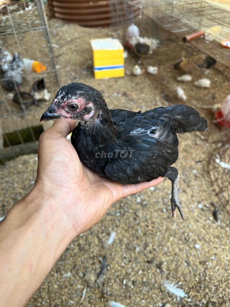 Gà 3 tháng tuổi. Mua bán Gà tại Thị xã Phước Long Bình Phước được đăng bởi hb hình 1