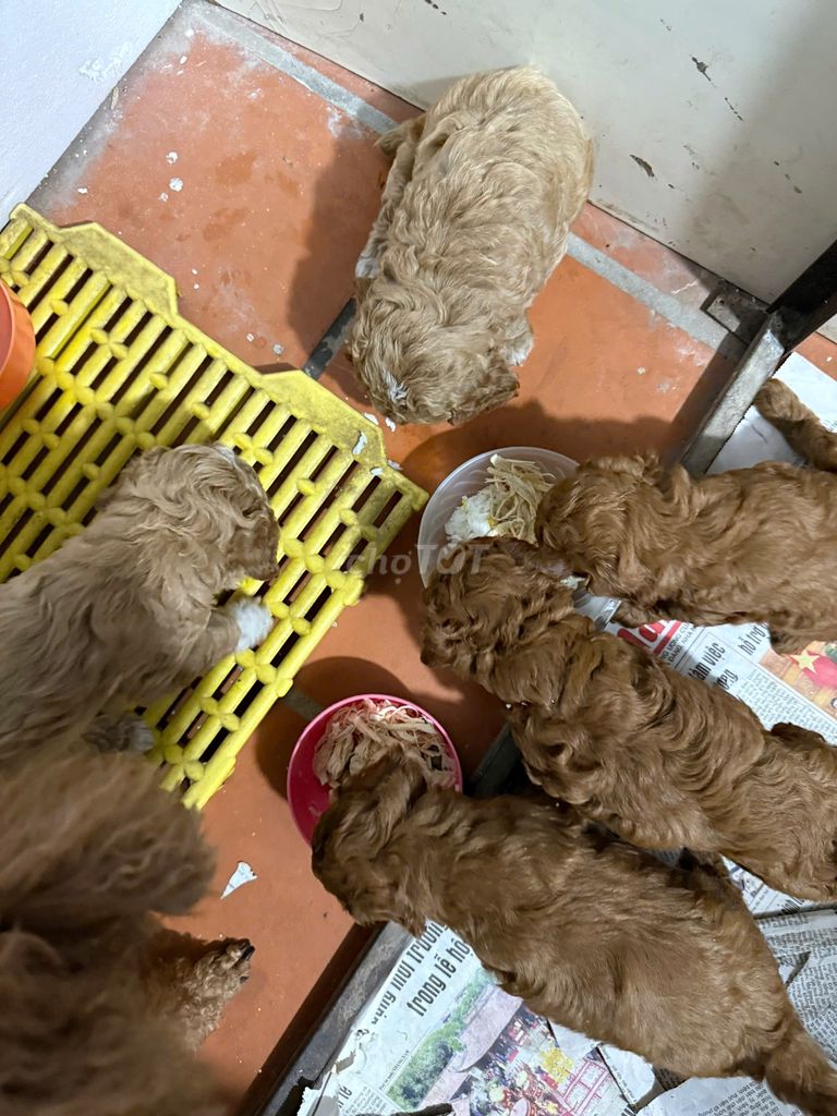 Cam kết Poodle nhà đẻ đc 5 con Thuần Chủng đã tiêm. Mua bán Chó tại Quận Ba Đình Hà Nội được đăng bởi Cây Cảnh Hà Nội hình 6