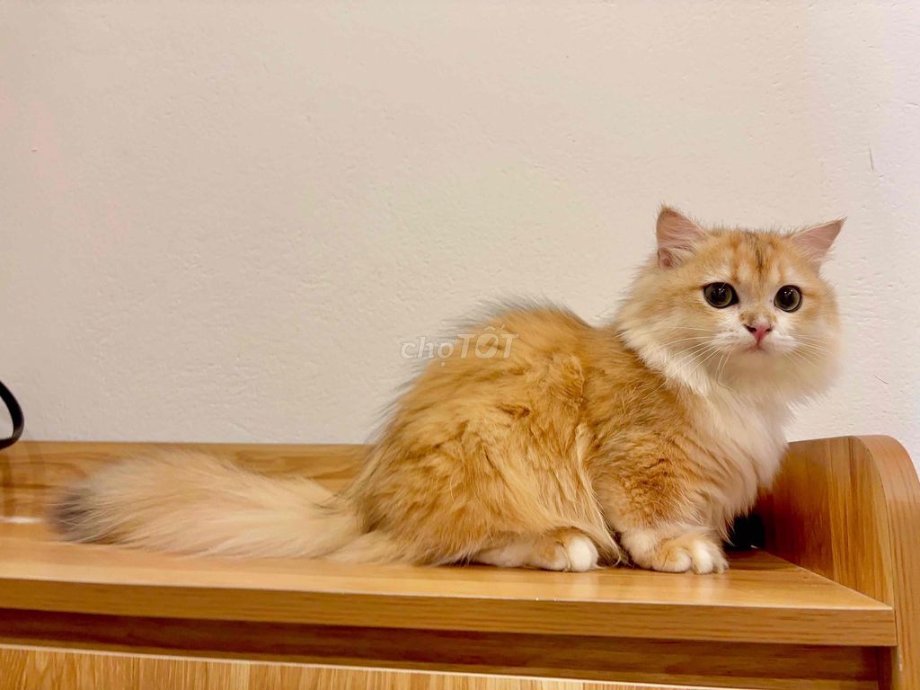 ALD golden ny12 tone red chân lùn đực (fix nhẹ). Mua bán Mèo tại Huyện Yên Phong Bắc Ninh được đăng bởi Tina hình 5