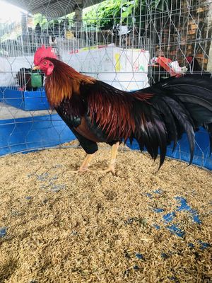 trống tơ 2.9kg80 cự mạnh. Mua bán Gà tại Huyện Mang Thít Vĩnh Long được đăng bởi Hưng Quoc