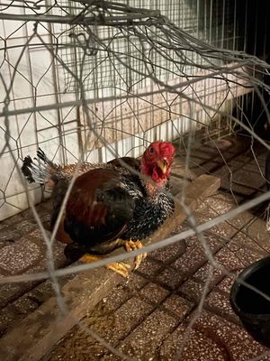 ae ai có tre thua bán em ạ. Mua bán Gà tại Huyện Hóc Môn Tp Hồ Chí Minh được đăng bởi Nguyen Phuc