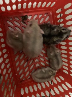 Mình có 3 bé hamster 1 tháng tuổi cần tìm chủ mới.