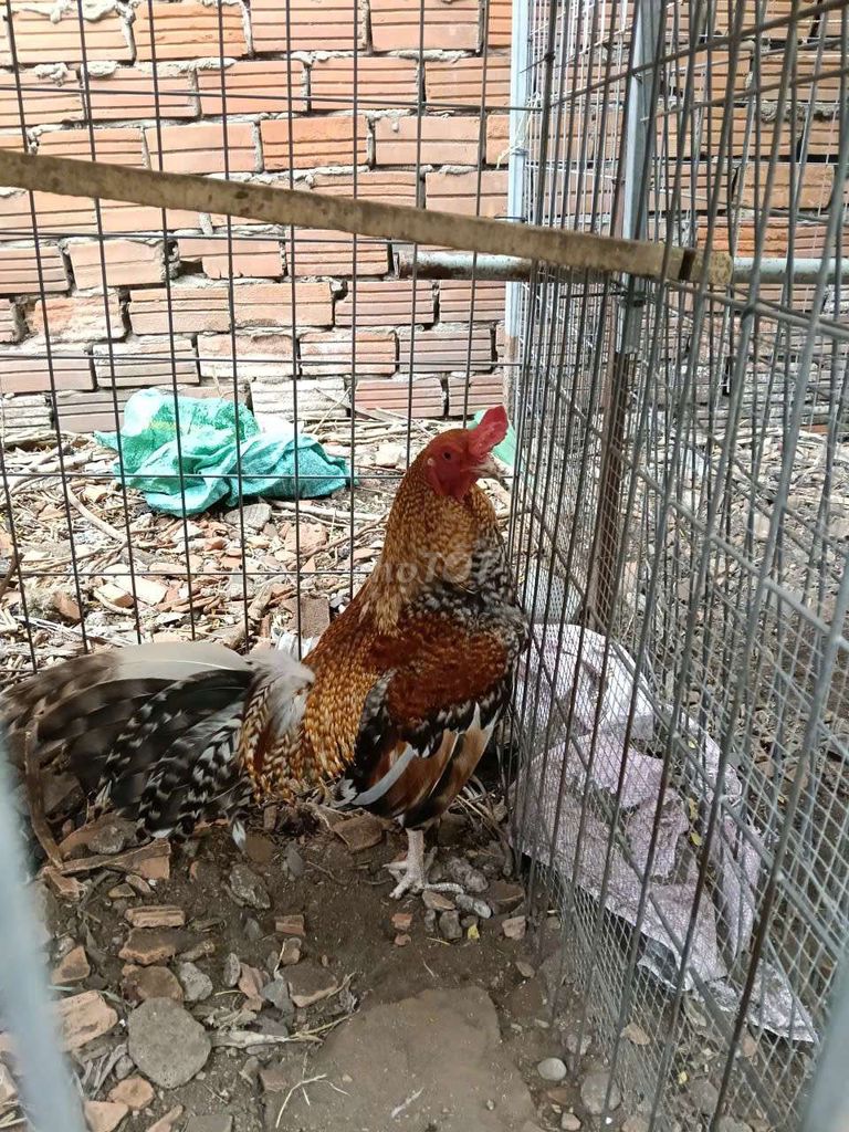 Gà Asil Mỹ 1.3kg-1.4kg Nâu trắng đen. Mua bán Gà tại Thành phố Thuận An Bình Dương được đăng bởi Hoang Kiet Le hình 1