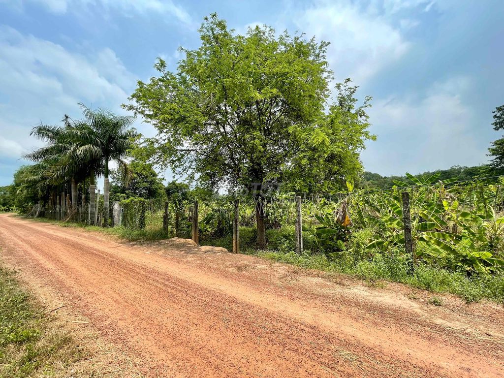 bán đất vườn cạnh sông SG xã An Phú dt : 2886m2 thổ cư 90m2  - 6,3 tỷ. Mua bán Đất tại Huyện Củ Chi Tp Hồ Chí Minh được đăng bởi Đào dung hình 3