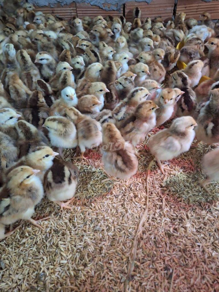 Gà ta thả vườn Bến Tre đã tiêm vắc xin. Mua bán Gà tại Quận 12 Tp Hồ Chí Minh được đăng bởi Trần Huyền hình 1
