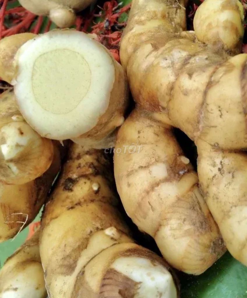 Củ Nghệ trắng,1kg. Mua bán Đồ ăn, thực phẩm và các loại khác tại Thành phố Bảo Lộc Lâm Đồng được đăng bởi Dược Liệu Tây Nguyên hình 1