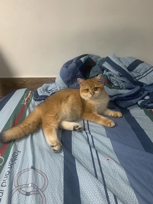 Mèo anh lông ngắn golden ny12 Đực, 6 tháng tuổi. Mua bán Mèo tại Quận 7 Tp Hồ Chí Minh được đăng bởi Trần Nhật Đăng Khoa